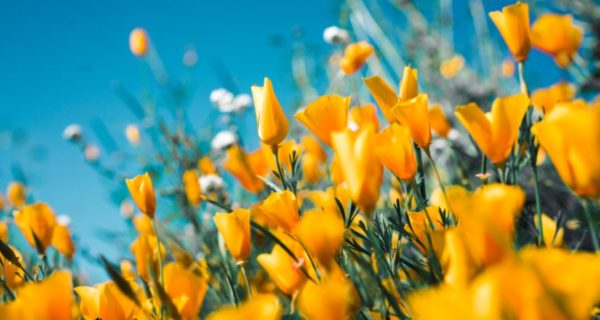 Learning to Love Spring