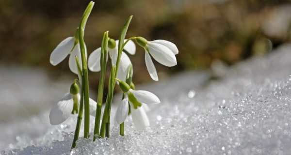False Spring