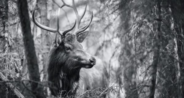 He Looked at Me Too: A Bambi Story