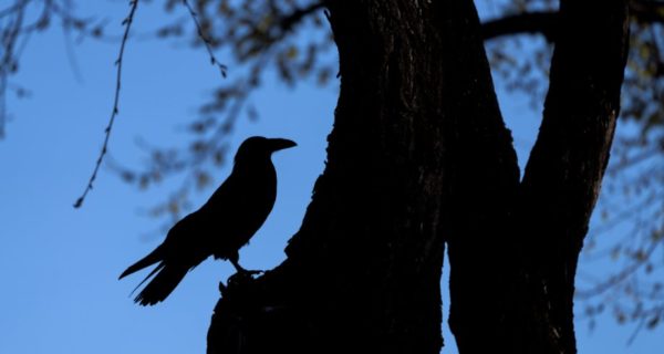 The Day Moon Met Raven