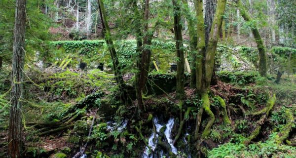 Down in Yon Forest