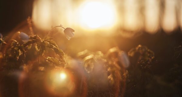The Light