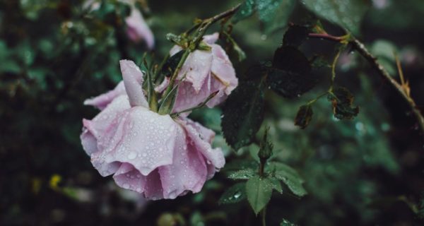 Creation’s Intermittent Rain