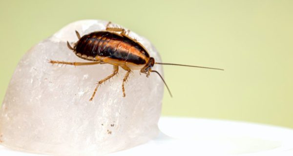 Goliath Roach