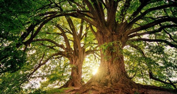 The Platonic Tree