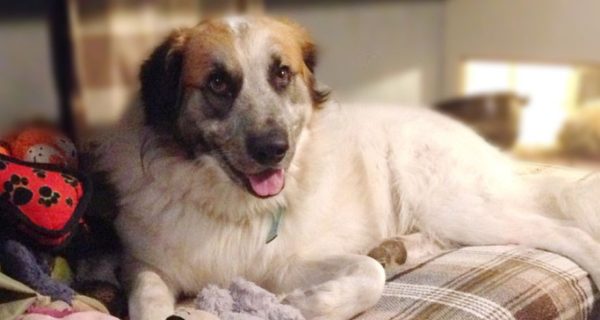 Baylea the Rescue Pup