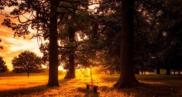 The Great Tree