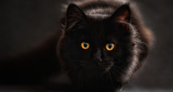 Lady Macbeth’s Cat