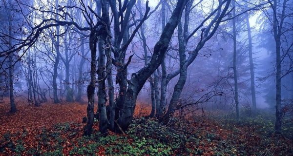 The Sweet Bitterness of Autumn
