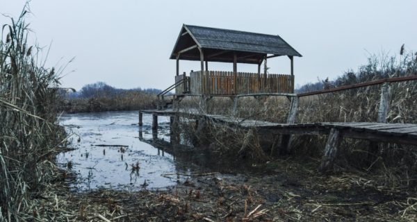 The Bog
