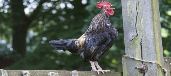 What the Cock Saw on Friday Night