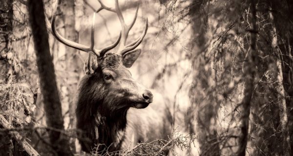 Of Memories and Wishes: A Narnia Story
