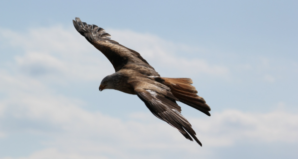 Eagle Wisdom