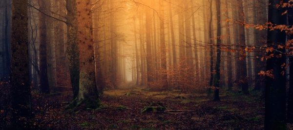 If You Go Down to the Woods