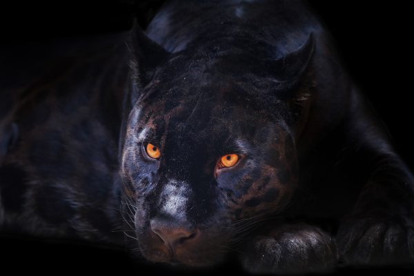Inklings and Shapeshifters: Charles Williams’ Theology and Paul Schrader’s Cat People