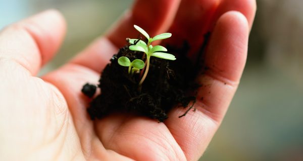 The Lifespan of a Garden