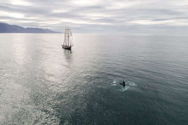 Captain Ahab’s Possession by Moby Dick