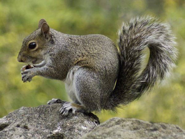 2 Minute Travel Review: I Fed the Chipmunks at Creede, Colorado