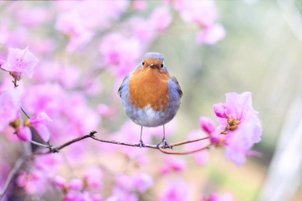 Spring, Spring, Spring