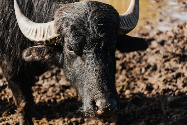 King Charles, 30 Water Buffalos, 3,000 Hens and Egypt: Part 3