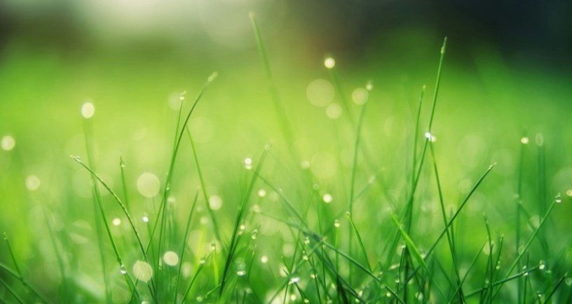 sunshine on rainy grass. Photo by Johannes Plenio: https://www.pexels.com/photo/closeup-photo-of-green-grass-field-1423601/