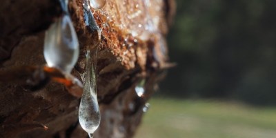 Pine sap. Image by Nick Windsor from Pixabay