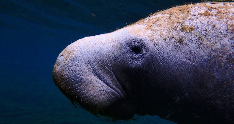 Manatee. McleroyPhotography/Pixabay.com