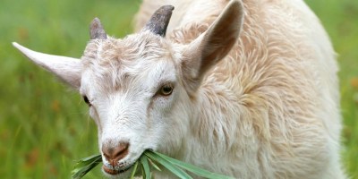 goat eating grass