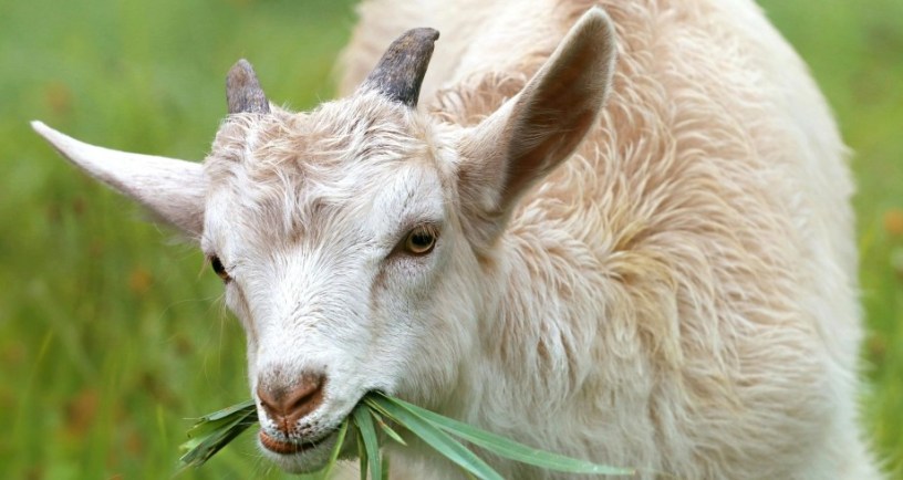 goat eating grass