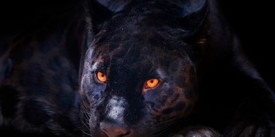 picture of black panther