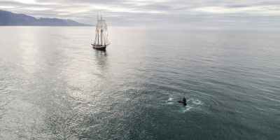 ship with hoisted sails floating in sea near whale