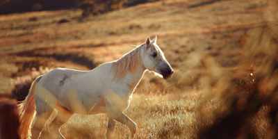 white horse on a field