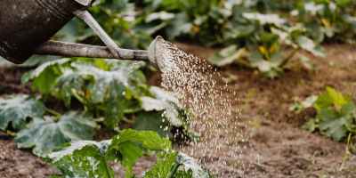 close up photo of watering crops