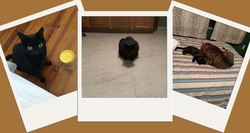 Pictures of Hannah Skipper's cat, cover image for her Halloween article "Ode to My Black Cat"