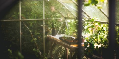 Garden plants in greenhouse. https://unsplash.com/photos/person-watering-plant-sFydXGrt5OA