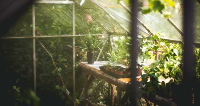 Garden plants in greenhouse. https://unsplash.com/photos/person-watering-plant-sFydXGrt5OA