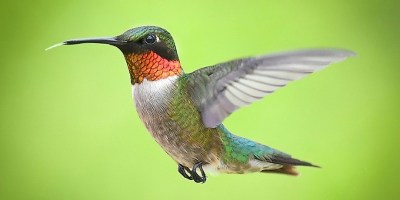 Hummingbird with green background