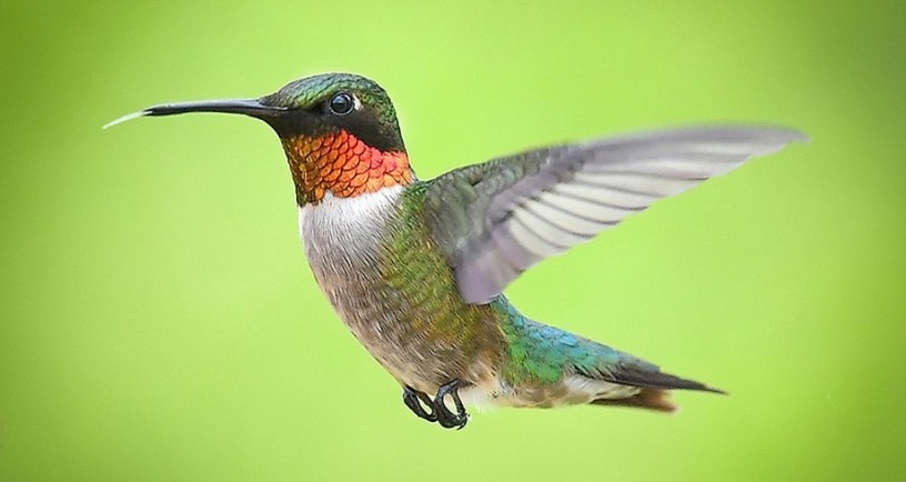Hummingbird with green background
