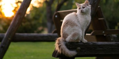 Cat sitting on a wooden swing