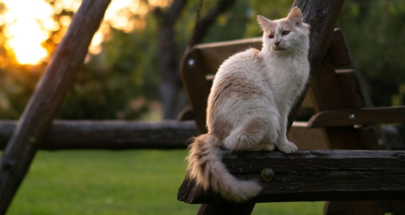 Cat sitting on a wooden swing