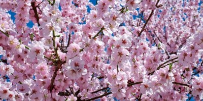 Japanese cherry blossom tree.