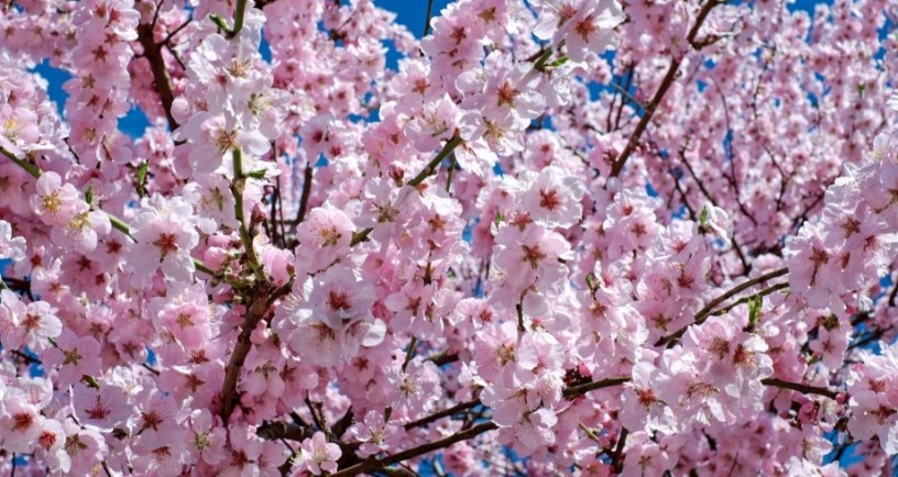 Japanese cherry blossom tree.